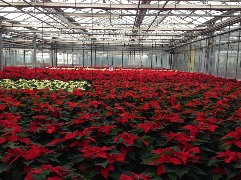 pepiniere-HYERES-min_poinsettia-210023